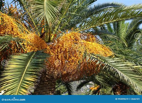 Palm Tree With Seeds Stock Image Image Of Leaf Nature 99499619