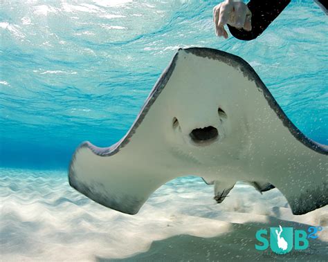 Sand Bar At Stingray City Grand Cayman Cayman Islands Cayman Islands