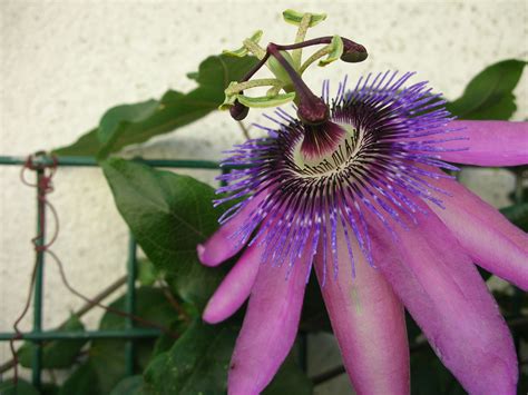 In questa pagina parleremo di Il nome dei fiori - storia - leggenda | Oltre il Giardino