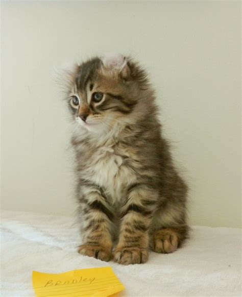 Cat rescue photo~help feed 74 resq cats & kittens with your purchase. American Curl Kittens for Sale Minneapolis, MN | Cats of Tara