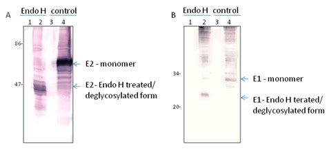 How do monoclonal antibodies work? anti-E2 and anti-E1 monoclonal antibodies recognize both ...