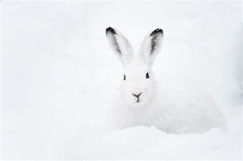 Arctic Hare