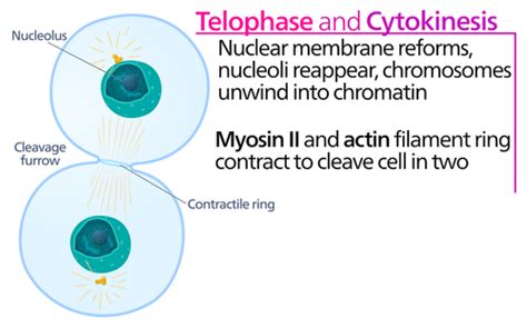 science in a can, Eukaryotic Cell Cycle: Stages of Mitosis ...