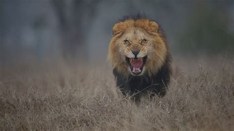 Photographers Chilling Image Of Attacking Lion Will Put