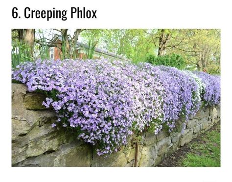 Check spelling or type a new query. | 1000 in 2020 | Evergreen ground cover plants, Ground ...