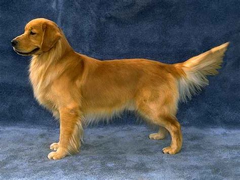 Cuteandcool Pets 4u Golden Retriever Dogs