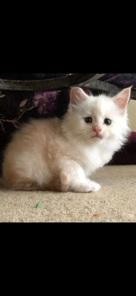 The cheapest offer starts at £8. Maine Coon Cats For Sale | Charlotte, NC #290602 | Petzlover