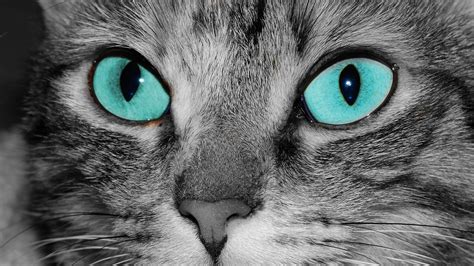 Turquoise Eyes Cats And Kittens Pinterest Turquoise And Cat