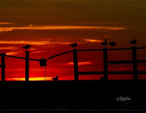 Texas Sunrise Silhouette Photograph By David Pine Fine Art America