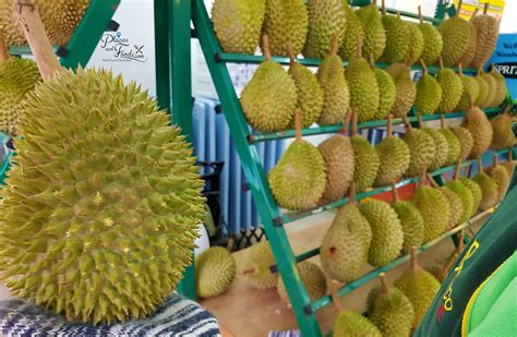 Clearly this musang king durian tree has. The Truth about Musang King Durian Rejected by China