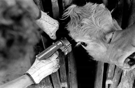 Florida Memory Injecting Growth Hormones Into A Cow S Ear At Buck Island Ranch Lake Placid