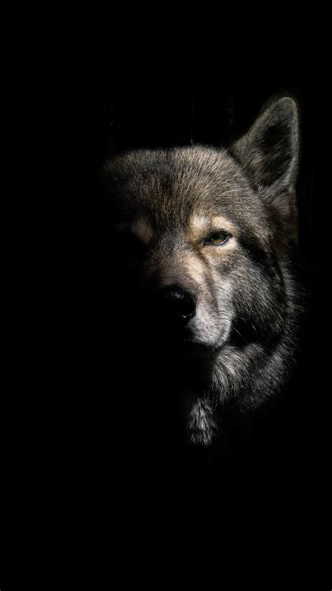 Search free wolf wallpapers on zedge and personalize your phone to suit you. Wallpapers - Wolf-Hund.Info