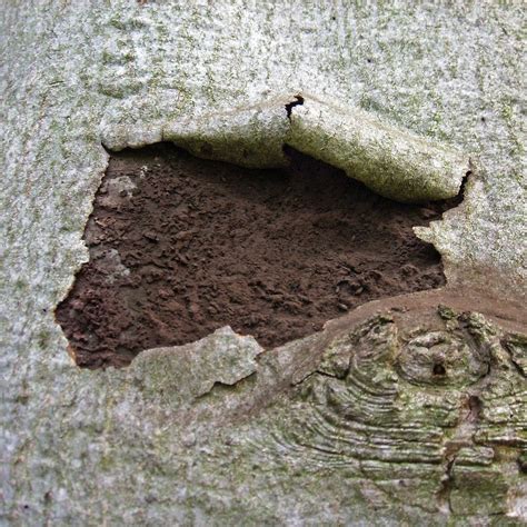 Mukormykose besser bekannt als schwarzer pilz. Die Rußrindenkrankheit an Ahorn - Baumpflegeportal