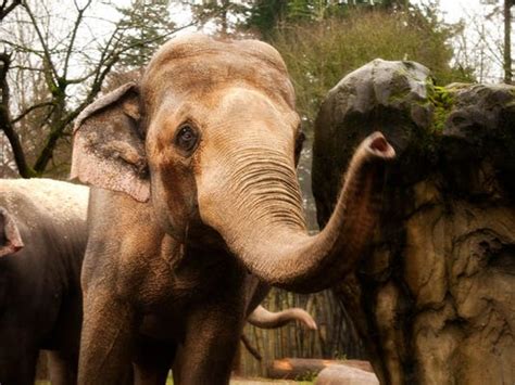 Oregon Zoo Elephant Tusko Euthanized