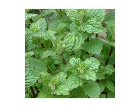 Mint Bowles 1 Litre Pot Knights Garden Centres