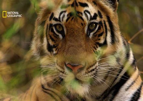 Counting Tigers A Documentary On National Geographic