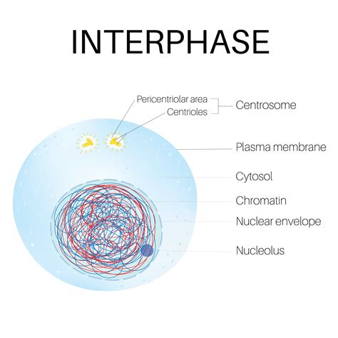 Interphase Is The Phase Of The Cell Cycle 21594187 Vector Art At Vecteezy
