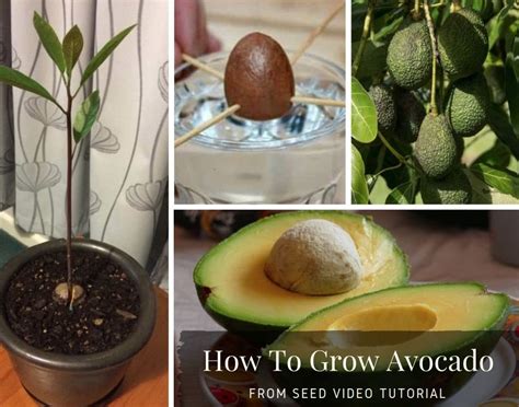 how to grow avocado seed a complete guide ihsanpedia