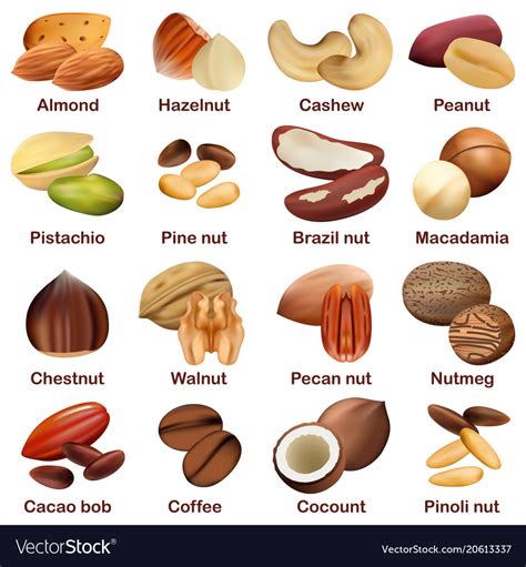 Nut Types Signed Names Mockup Set Realistic Style Vector Image
