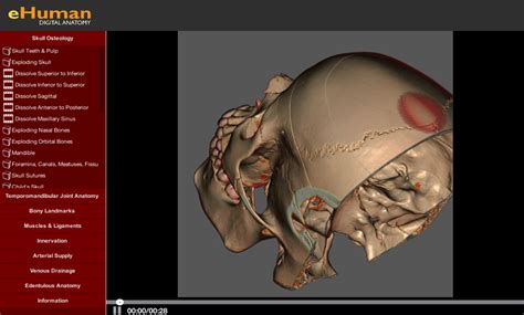 Head And Neck Anatomy Ehuman