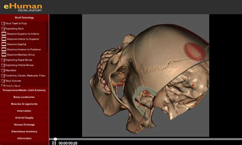 The splenius muscles originate at the midline and run laterally and superiorly to their insertions. Head and Neck Anatomy | eHuman