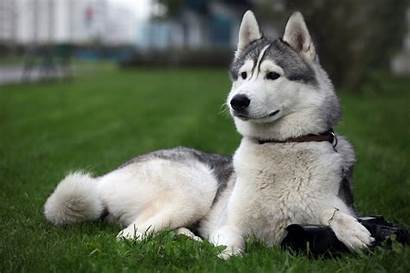 Husky Siberian Dog Adult Grey Animals