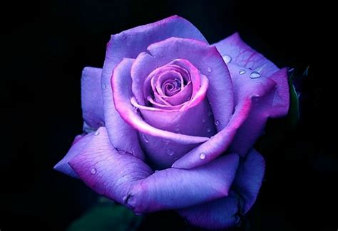 Purple Rose Image Abyss