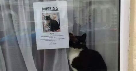 Missing Cat Found Near His Own Missing Cat Poster Bored Panda