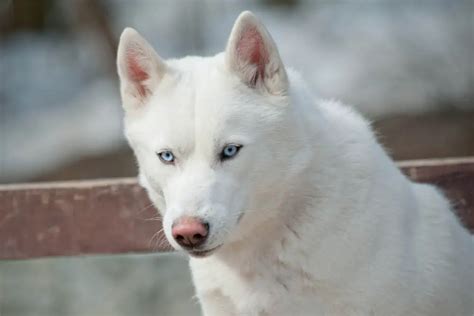 Do All White Huskies Have Blue Eyes Answered Petdt
