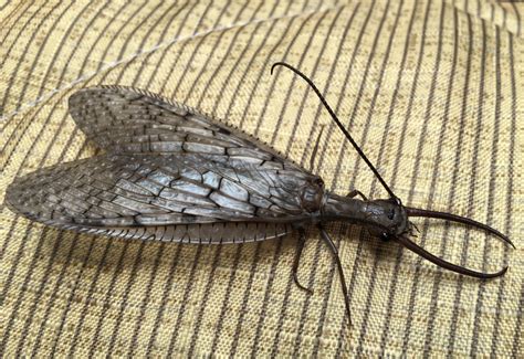 Male Dobsonfly Whats That Bug