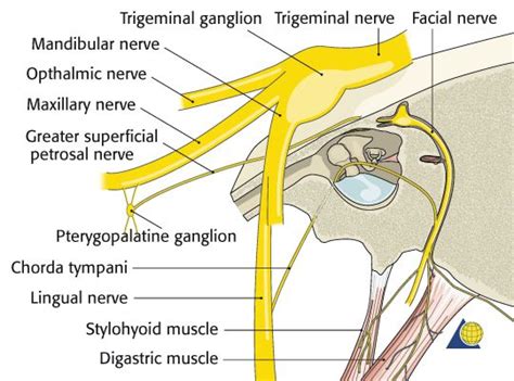 1303 Best Images About Neuroanatomy On Pinterest Head And Neck