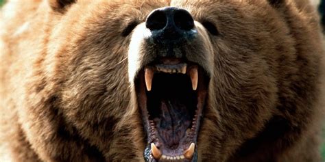 Un Excursionista Muere En Yellowstone Por Ataque De Un Oso Grizzly