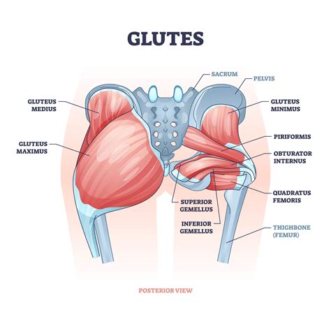 Royal Orthopaedic Hospital Gluteal Tendinopathy