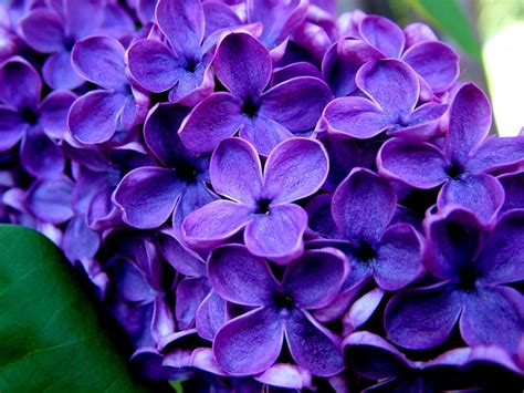 All Photos Gallery Purple Flower Pictures Pictures Of