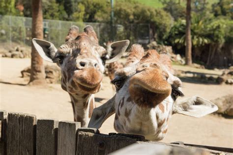 Alameda County Allowed To Reopen Outdoor Dining Oakland Zoo After