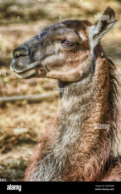 Portrait Of Llama Stock Photo Alamy