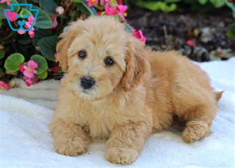 Mini whoodle puppies for sale | greenfield puppies. Sarge | Whoodle - Mini Puppy For Sale | Keystone Puppies