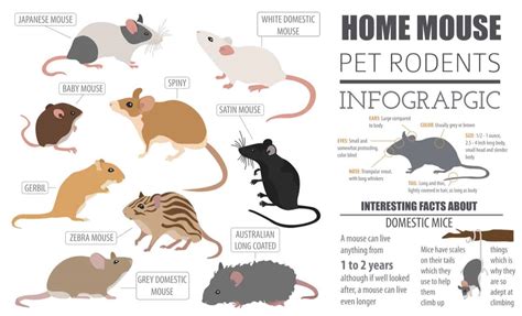 28 Common Types Of Rodents In And Around Your Home 2022