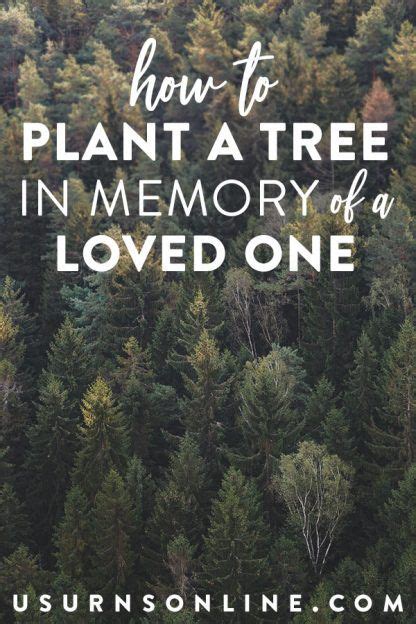 The poppy flower, as it was one of the only flowers growing whilst world war 1 was happening. How to plant a tree in memory of a loved one | Memory tree ...