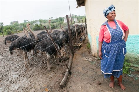 Ostrich Farmer Woman Imb