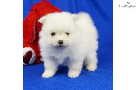 One look is all it takes for these adorable teacup puppies to melt your heart with their incredibly loveable and affectionate personalities. Pomeranian puppy for sale near Springfield, Missouri ...
