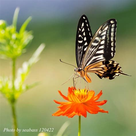 Download ツマベニチョウ アゲハ蝶 Images For Free