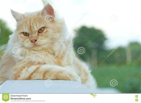 Yellow Persian Cat Crouched On The Balcony Stock Photo Image Of
