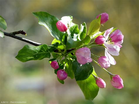 Hier erleben über 100.000 besucher pro jahr die ganze welt in einem garten. Augenblicke Fotografie: Im Botanischen Garten in Bayreuth
