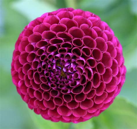 Dahlia Geometry In Nature Fractals In Nature Patterns In Nature