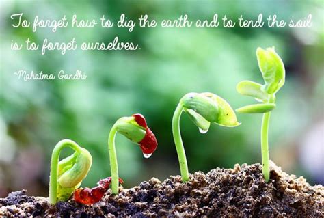 World Environment Day Quotes And Slogans Save Our Beautiful Earth