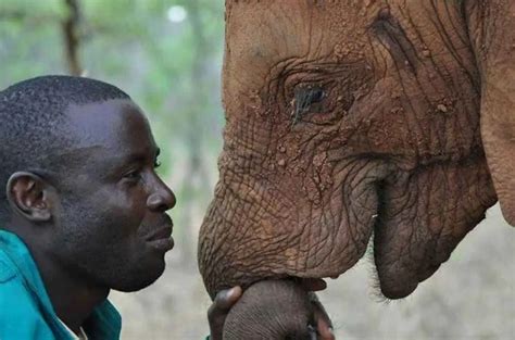 Can Elephants Bond With Humans Support Wild