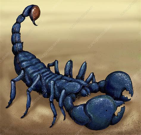Emperor Scorpion Illustration Stock Image C0400568 Science