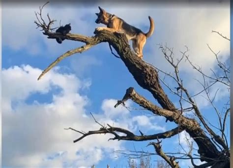 Video Dog Gets Stuck In Tree Has To Be Rescued By 911 Petsplusmagcom