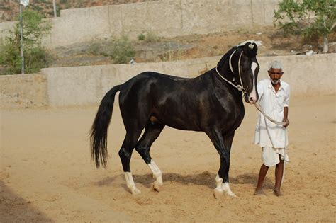 If you want to know more about the best india horse race betting sites, including bet365, sportsbet.io. Marwari horse (indigenous horses of india)